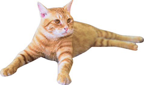 茶色で縞模様の猫
