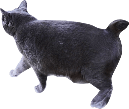 黒猫