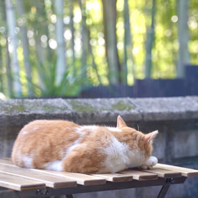 猫が椅子の上で寝ている写真