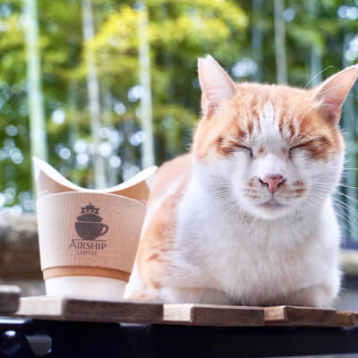 猫が寝ている写真
